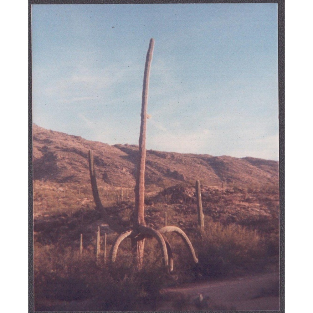 Vintage 1980s Photo Saguaro Cactus Downward Arms Arizona Desert Landscape